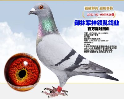 北京(九冠翱翔鸽业)精品清舍拍卖会 03 - 信鸽在线拍卖平台 - 中国