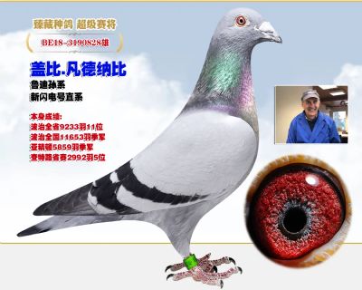盖比新闪电号11653羽季军  5859羽季军
