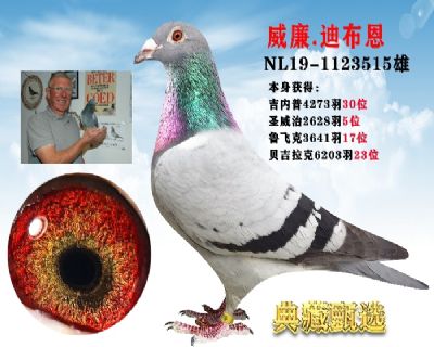 信鸽在线拍卖平台 - 中国信鸽信息网