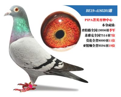 王老师委托拍卖所有种鸽可上门看鸽不满意包退04 - 信鸽在线拍卖平台