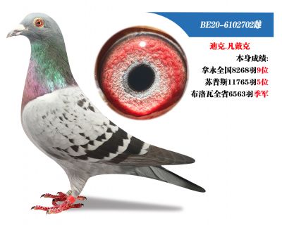 王老师委托拍卖所有种鸽可上门看鸽不满意包退04 - 信鸽在线拍卖平台