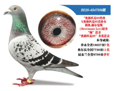 因北京老街区拆迁改造王老师委托拍卖所有种鸽可上门看鸽不满意包退04