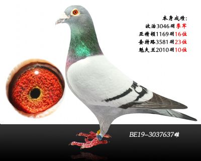 詹森"公主号"x"飞戈" 血系 本身获得多次高位