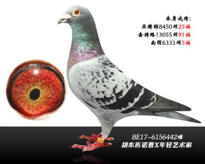 金丰鸽业,最后精选百羽,典藏级别种鸽共四期!(全完结)02