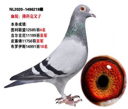 当前位置>信鸽拍卖首页>拍卖专题>查看拍卖商品> 佛科克父子血统 本身