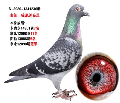 当前位置>信鸽拍卖首页>拍卖专题>查看拍卖商品>威廉-迪布恩血统本身