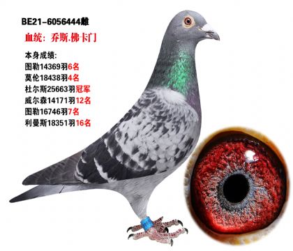 当前位置>信鸽拍卖首页>拍卖专题>查看拍卖商品>乔斯-佛卡门超级种鸽