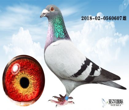 御林军总教头x十冠王607