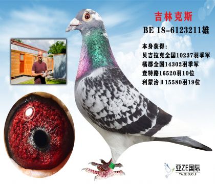 信鸽在线拍卖平台 - 中国信鸽信息网