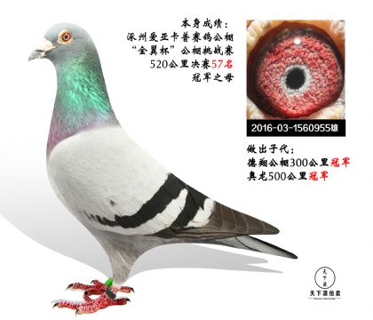 涿州爱亚卡普520公里决赛57名 冠军之父 超级种雄
