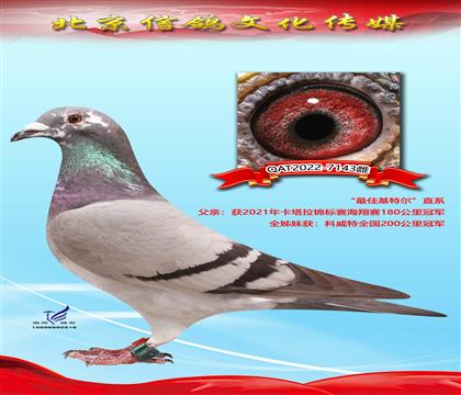 北京信鸽文化传媒 