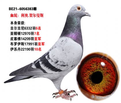 利奥-贺尔曼出自"欧元号"直孙布罗伊斯17991羽亚军