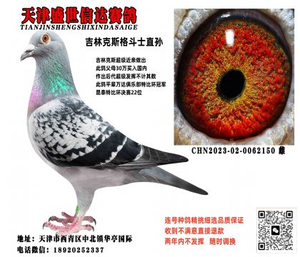 吉林克斯格斗士直孙女