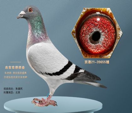 当前位置>信鸽拍卖首页>拍卖专题>查看拍卖商品> 基特尔直子x"最佳