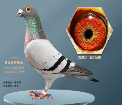 今晚节拍京港朱老师突然去世.所有种鸽清棚拍卖质量高