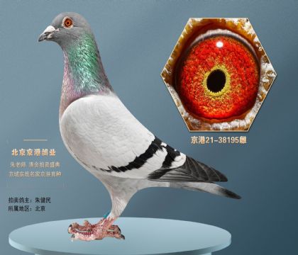 后代逢赌必赢 华普利"蚊子系