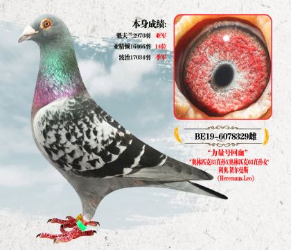 利奥.贺尔曼斯本身成绩:波治17034羽 季军