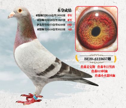 信鸽在线拍卖平台 - 中国信鸽信息网