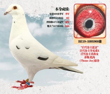 乔斯.托内(原舍)本身成绩:查特路6471羽冠军