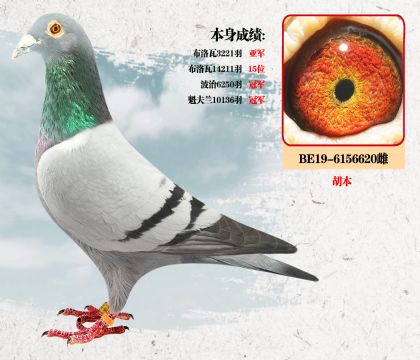 胡本 本身成绩:魁夫兰10136羽 冠军