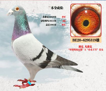 迪克.凡戴克本身成绩:苏雅克16048羽 季军