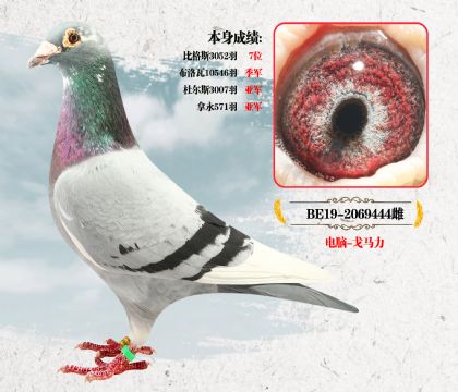 电脑-戈马力 本身成绩: 布洛瓦10546羽季军