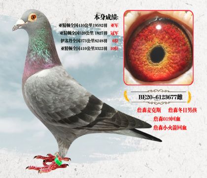 詹森麦克斯本身成绩:亚精顿全国410公里19592羽亚军