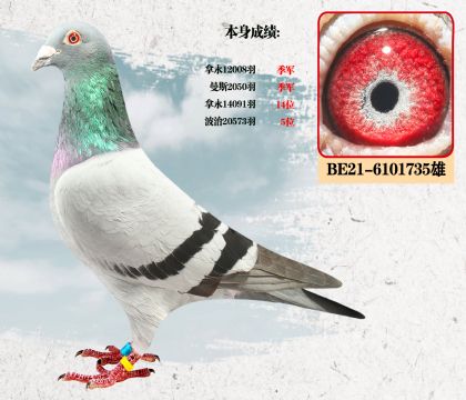 艾琳号全兄弟 本身成绩:拿永14091羽季军