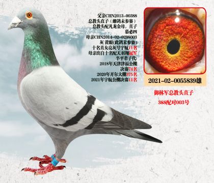 御林军总教头直子388配对003号