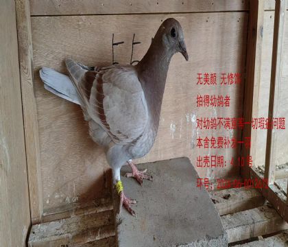 当前位置>信鸽拍卖首页>拍卖专题>查看拍卖商品>乔斯佛卡门"大红袍"多
