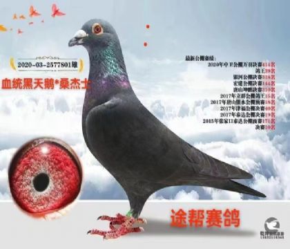 当前位置>信鸽拍卖首页>拍卖专题>查看拍卖商品>黑色桑杰士