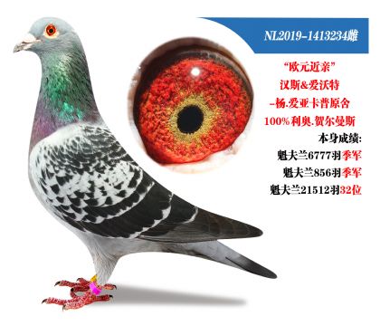 爱亚卡普原舍利奥本身荣获:魅夫兰6777羽季军