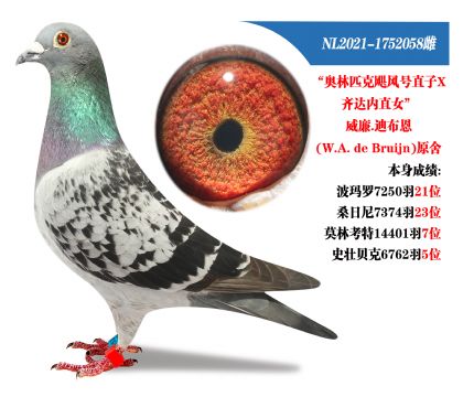 威廉.狄布恩原舍.本身荣获多趟高位赛绩