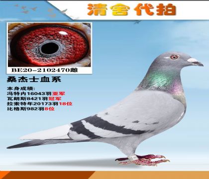 当前位置>信鸽拍卖首页>拍卖专题>查看拍卖商品>桑杰士血系.