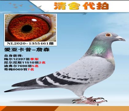 信鸽在线拍卖平台 - 中国信鸽信息网