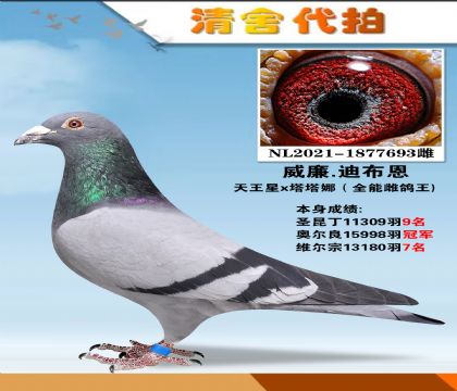 威廉.迪布恩-天王星x塔塔娜