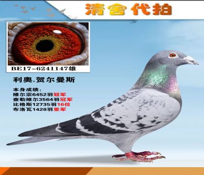 利奥.赫尔曼斯原舍-维尔宗6452羽冠军