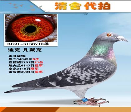 迪克.凡戴克-漂亮男孩回血-大名鸽.哈利x哈利直孙女