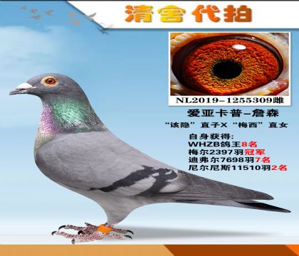 爱亚卡普-詹森.梅尔2397羽冠军