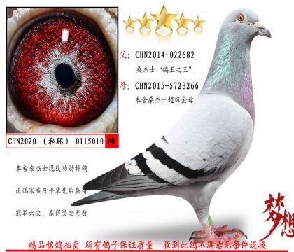 信鸽在线拍卖平台 - 中国信鸽信息网