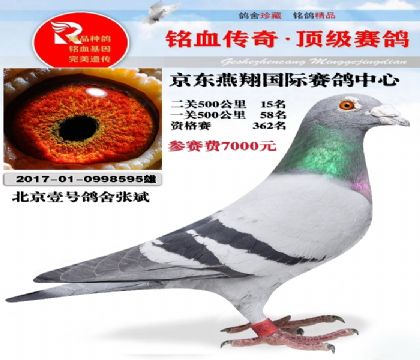 京东燕翔～壹号鸽舍张斌