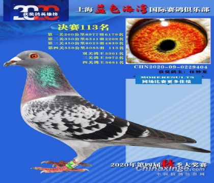 上海蓝色海湾赛鸽公棚