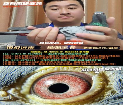 顶级近亲超级个体新奥林匹克近亲x麻鹰近亲