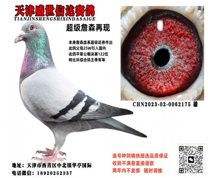 信鸽在线拍卖平台 - 中国信鸽信息网