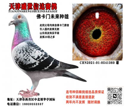 信鸽在线拍卖平台 - 中国信鸽信息网