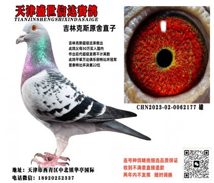 吉林克斯原舍直子