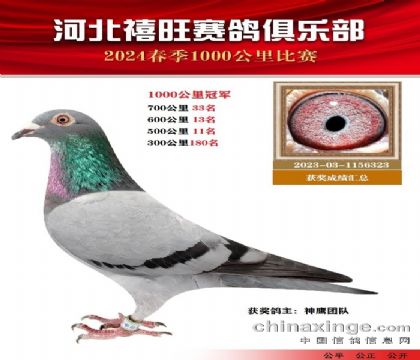 河北禧旺赛鸽俱乐部千公里冠军