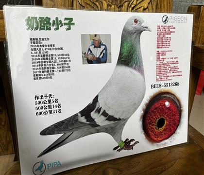 云天种鸽传媒在线拍鸽