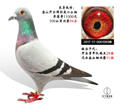 开尔国际赛鸽爱心公棚500公里决赛94名