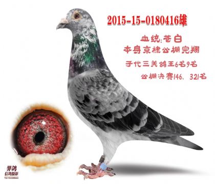 信鸽在线拍卖平台 - 中国信鸽信息网